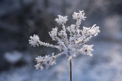 Winterliche Kunst