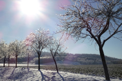 winter-baumstaemme-silberhimmel