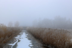 Nebel und Kälte