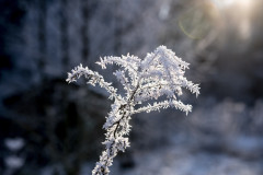 Winterzauber