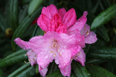 Rhododendron