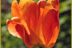 Frühling