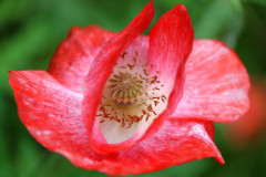 blume-gruene-umgebung-sonnig
