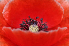 Mohnblume
