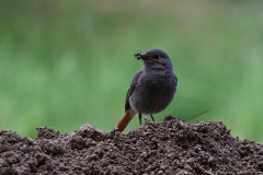 Rotschwänzchen