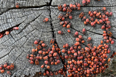 Feuerrot