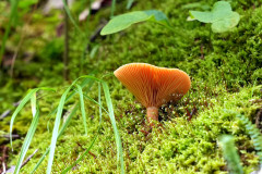 Lamellenpilz