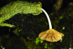 Phänomen