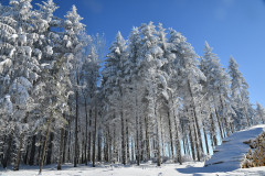 Winterwald