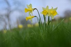 Frühling