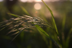 Abendlicht