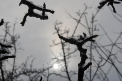 Frostgestalt