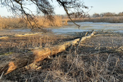 Natur pur