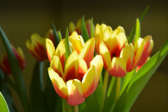 Frühlingsboten