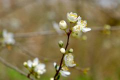 Kirschblüte