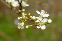 Frühlingserwachen