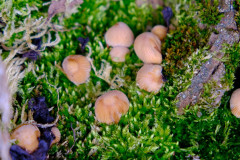 Pilze