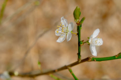 Frühling