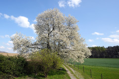 Frühlingserwachen