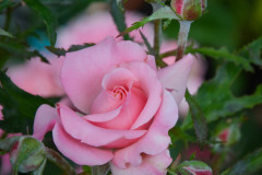 Rosenduft