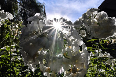 Sommerblüten
