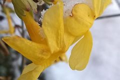 Winterjasmin