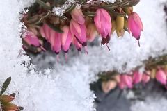 Farbe im Schnee