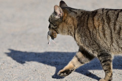 "Katze und Maus" - Gotlind Weber