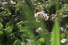 Frühling