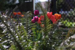 Tulpenwelt