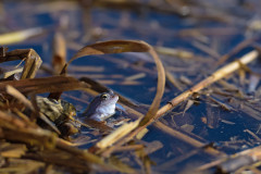 Moorfrosch