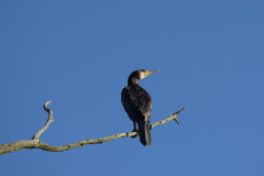 Fliegender Fischer