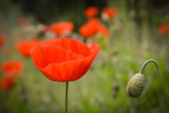 Entfaltung