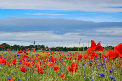 Roter Teppich