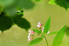 blume-blaetter-naturlicht-gruen