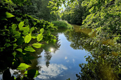 landschaft-ufer-gewaesser-baum
