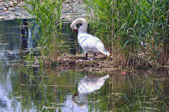 schwan-gewaesser-uferzone