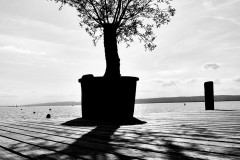 baumstumpf-steinbehaelter-dock-umgebung