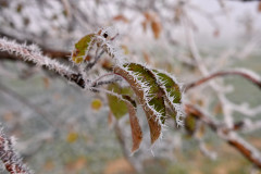 baumzweig-eis-weiss-blau