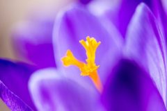 Die Farbe Lila