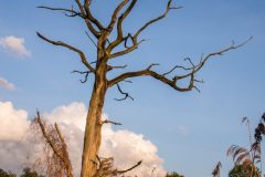 baum-stamm-krone-himmel