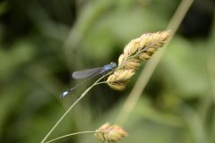 blaue-libelle-gruener-bluetenstand