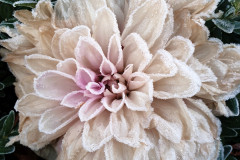 blume-eis-garten-winter