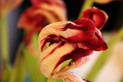 blume-rosa-weiss-glas