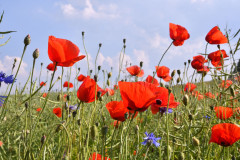 blumenlandschaft-rote-blauen-feld