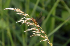 SONY DSC