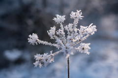 frost-pflanze-schnee-licht