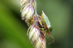 SONY DSC