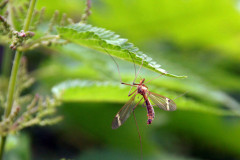 SONY DSC