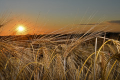 kornfeld-sonnenuntergang-feld-licht